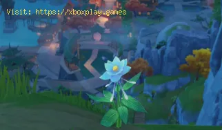 Où trouver Glaze Lily dans Genshin Impact