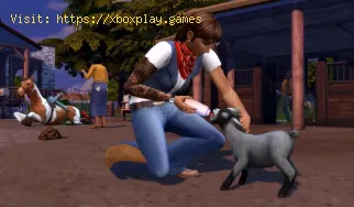 Wie kann ich das Problem beheben, dass Sims 4 Horse Ranch nicht aktual