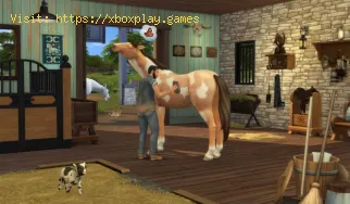 Wie kann ich beheben, dass Sims 4 nicht startet?