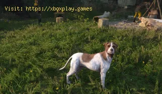 Wo man Hundefutter in Kingdom Come Deliverance 2 findet