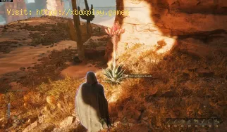 Où trouver des graines d'agave en Dune Awakening
