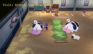 So erhalten Sie Honig im Großen Basar von Story of Seasons