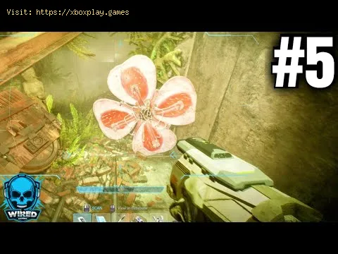 Video preview