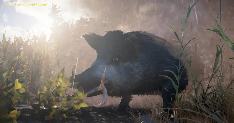 Assassin’s Creed Valhalla: How to beat the Blood Swine