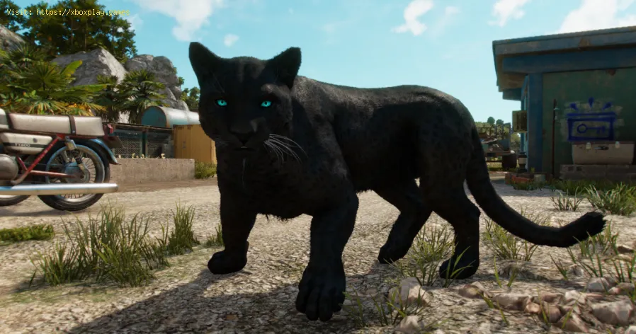 Far Cry 6: Cómo conseguir a la pantera como mascota