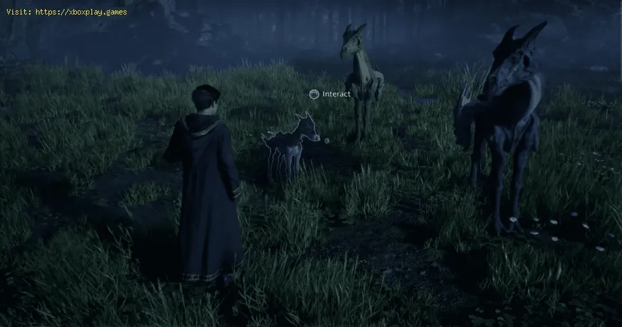 Comment obtenir toutes les montures dans Hogwarts Legacy ?