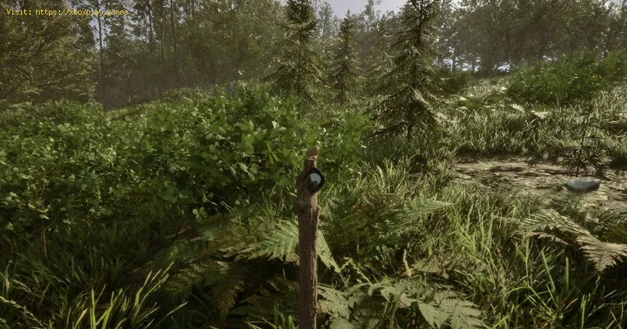 Wie pflanzt man Samen in Sons of the Forest?