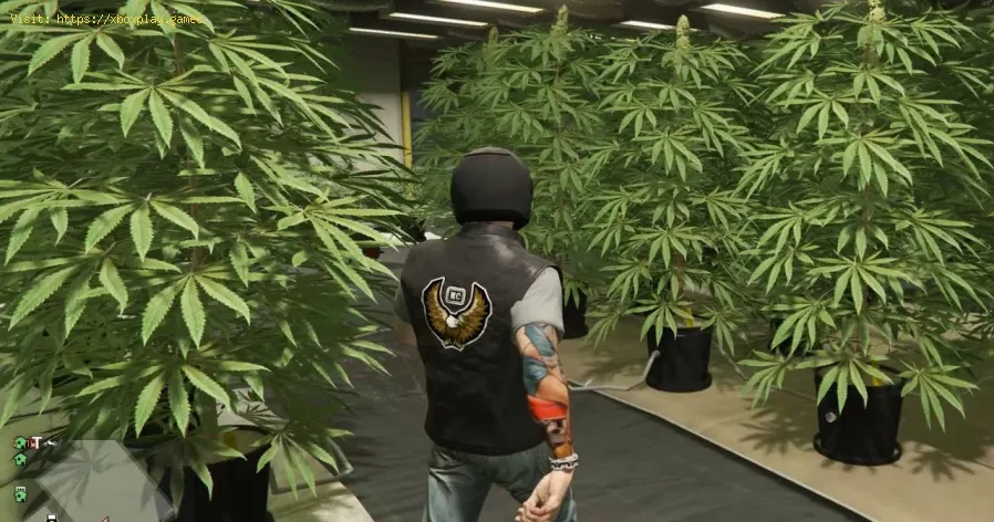 GTA Online: Wie man eine Cannabisfarm kauft