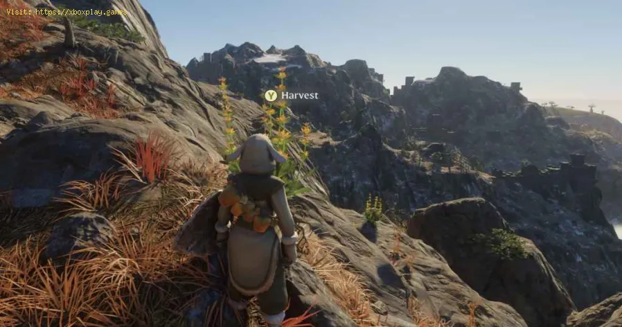 Enshroudedでリンドウを入手する方法 - xboxplay.games-1