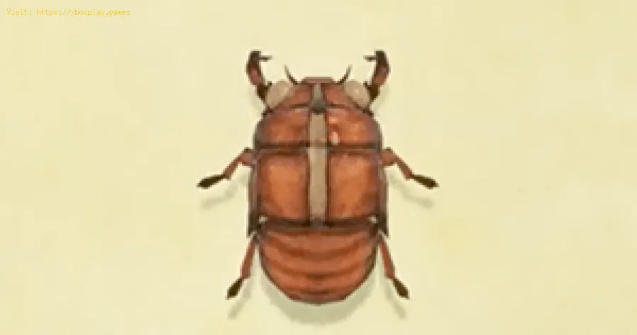 Animal Crossing New Horizons: Comment obtenir un coquillage Cigale