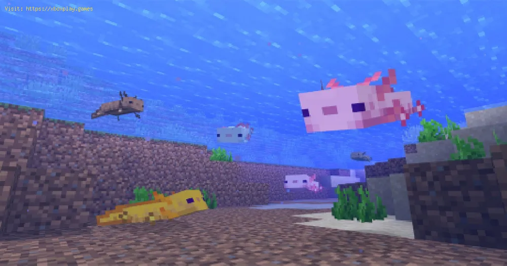 Minecraft: All Axolotl colors