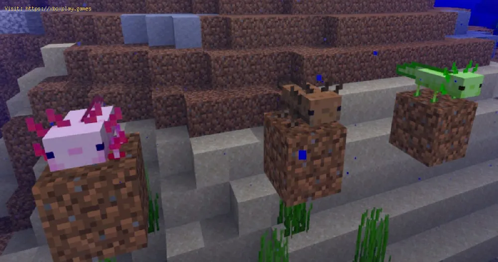 Minecraft: How to get Axolotls into buckets - Tips adn tricks