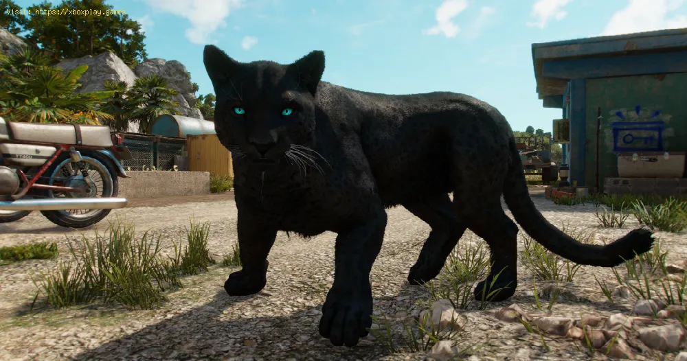 Far Cry 6: How to get the Panther as Pet