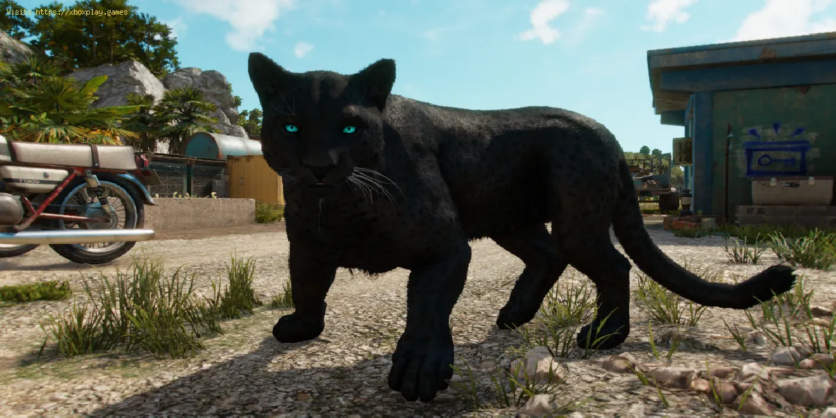 Far Cry 6: Como obter a pantera como animal de estimação
