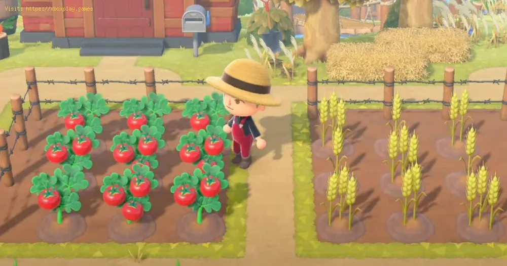 Animal Crossing New Horizons: How To Grow Tomatoes
