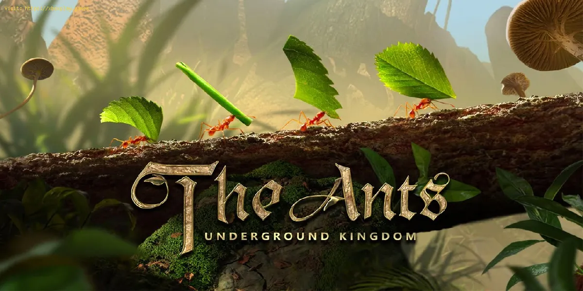 Das unterirdische Königreich der Ameisen: Wie man Insekteneier bekommt