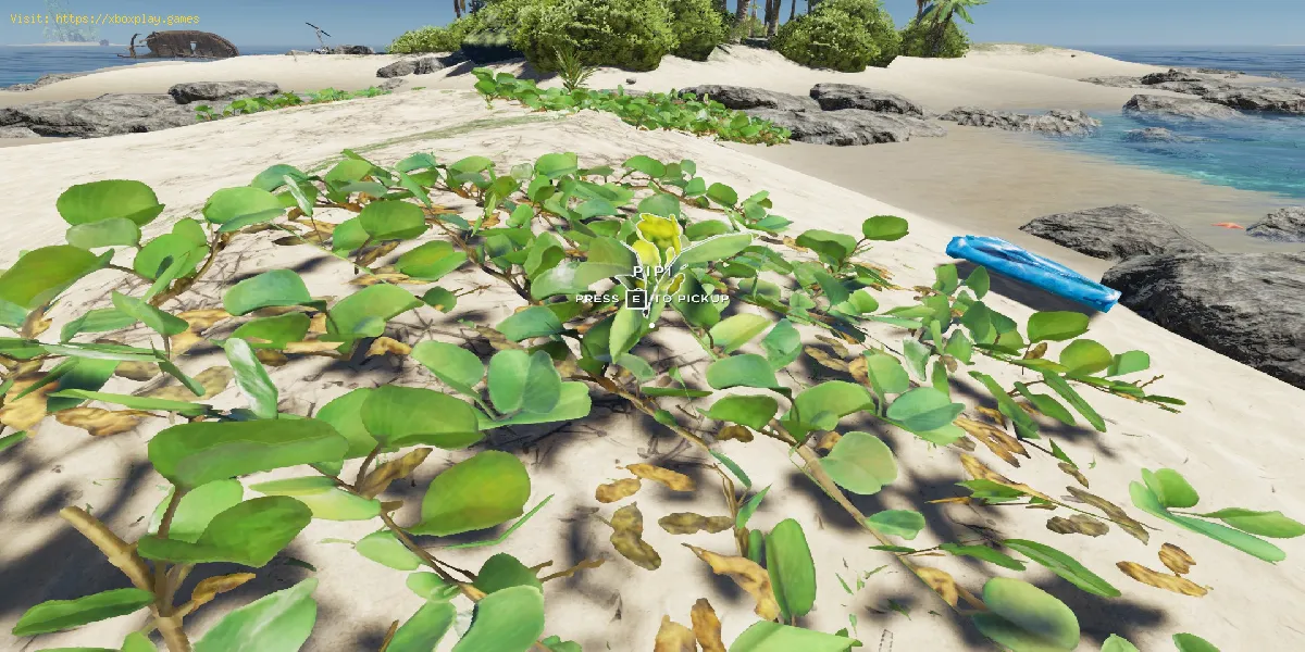 Wie bekomme ich die Pipi-Pflanze in Stranded Deep?