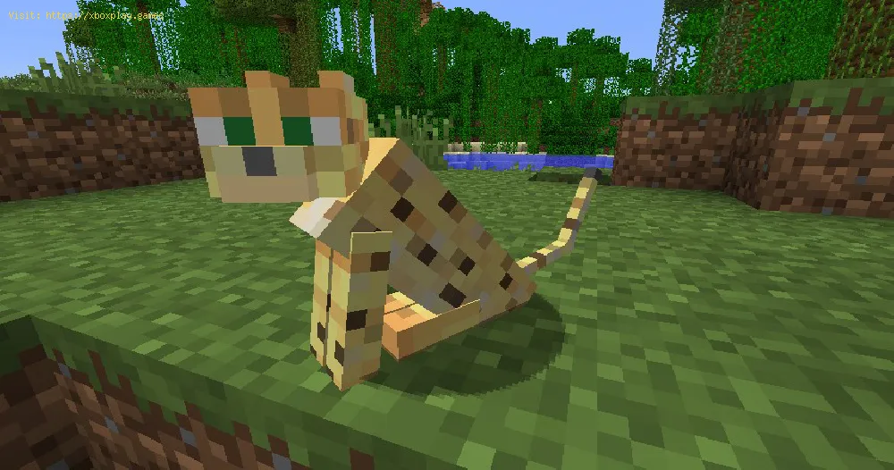 Minecraft：ヒョウを飼いならす方法